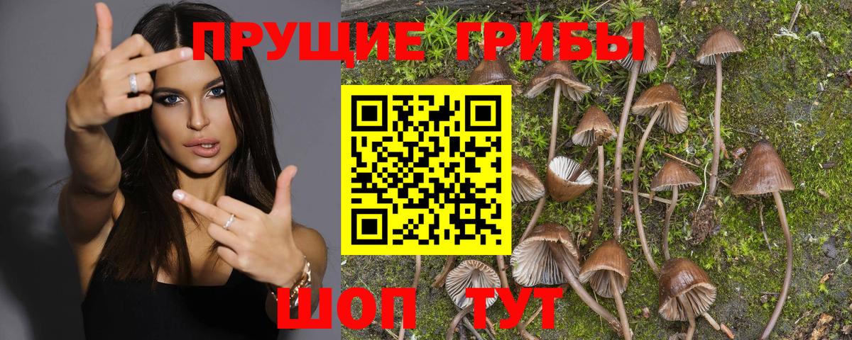 Тобольск  Псилоцибиновые грибы мицелий  Вход с VPN  Галлюциногенные грибы Cubensis 